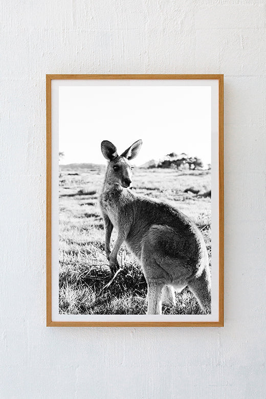 Kangaroos #20