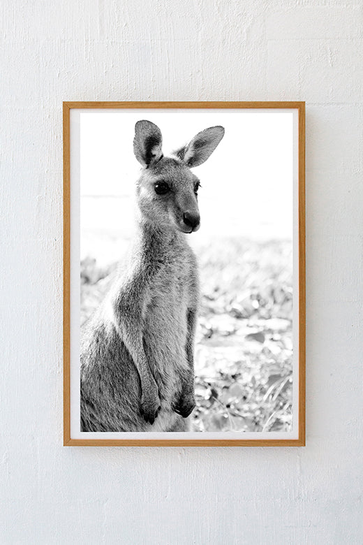 Kangaroos #22