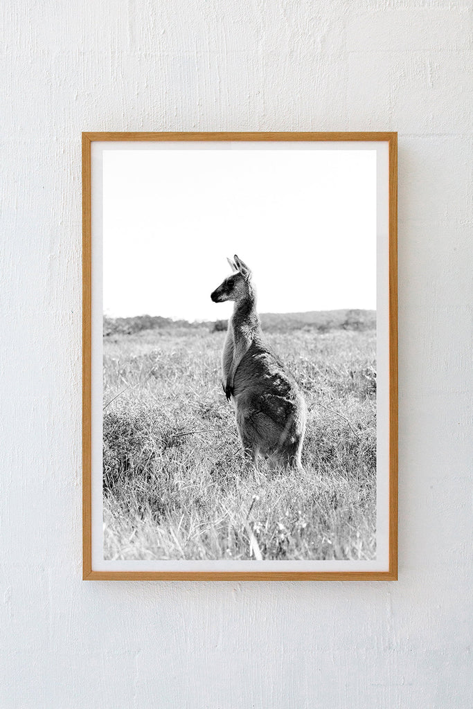 Kangaroos #28