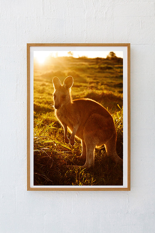 Kangaroos #30