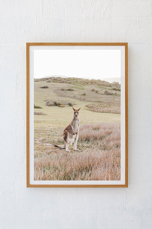 Kangaroos #6