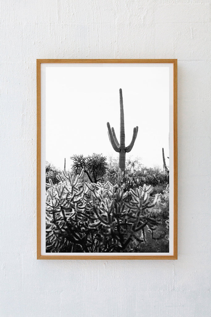 Saguaro #23