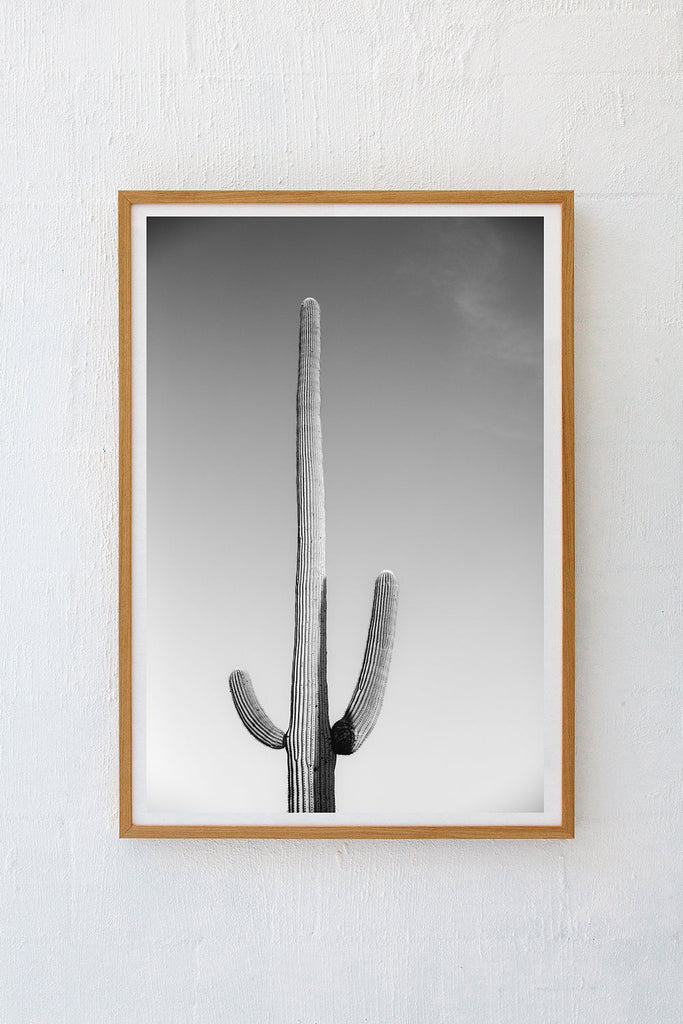 Saguaro #12 B&W