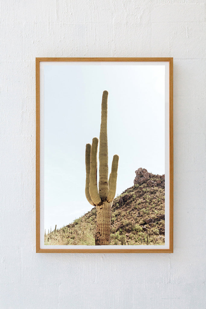 Saguaro #8