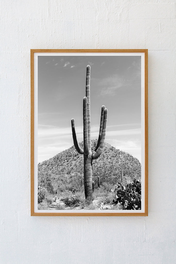 Saguaro #20