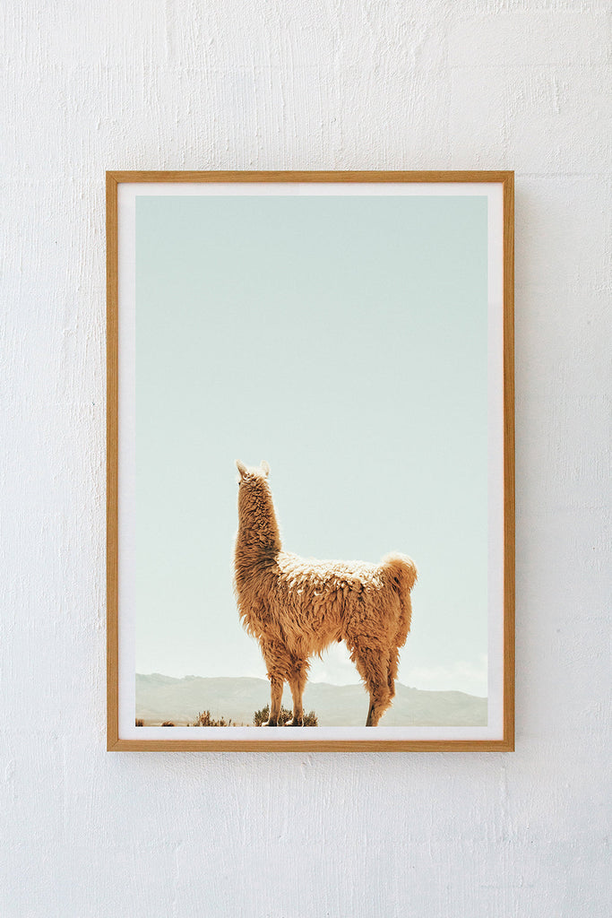 Llama #35