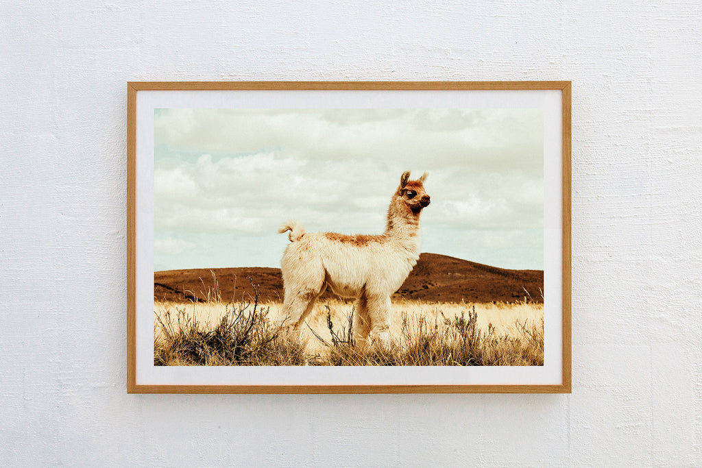 Llama #36