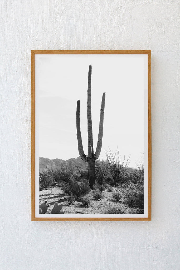 Saguaro #13