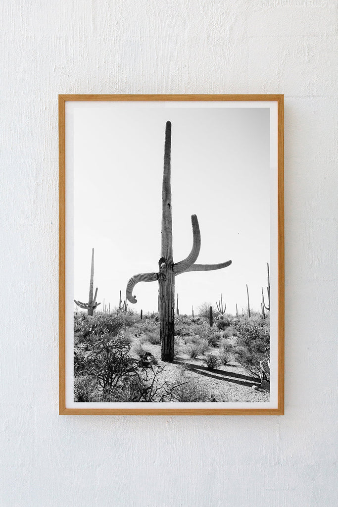 Saguaro #5