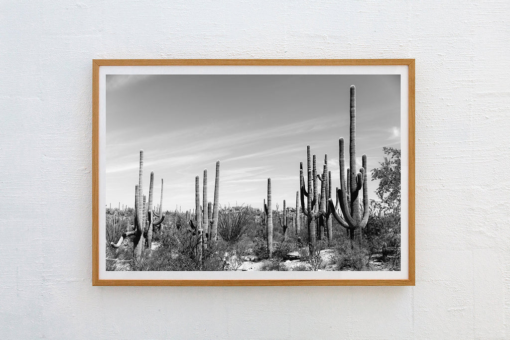 Saguaro #2